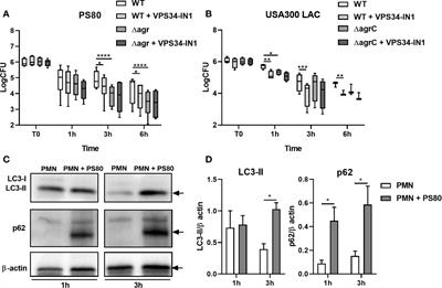 Manipulation of Autophagy and Apoptosis Facilitates Intracellular Survival of Staphylococcus aureus in Human Neutrophils